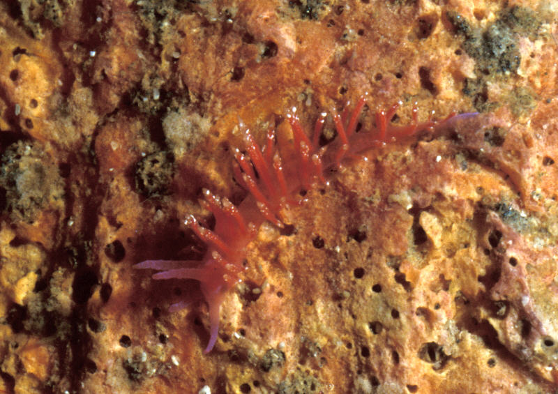 Flabellina vansyoci